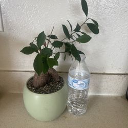 Ficus  Jade Plant 