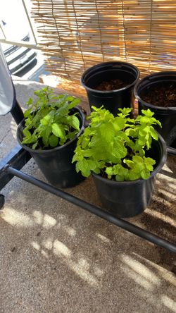 Fresh mint leaf plant