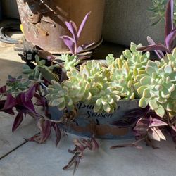 Succulents