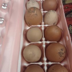 Chicken Eggs 