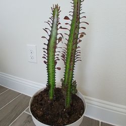Indoor/Outdoor Decorative Plant-Euphorbia Trigona-rubra