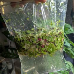 Aquarium plants $5 bag