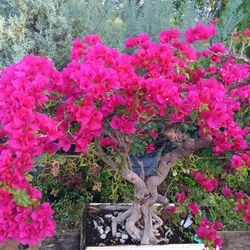 Gorgeous Bougainvillea Bonsai Tree With Beautiful Blooming 🩷 Flowers 