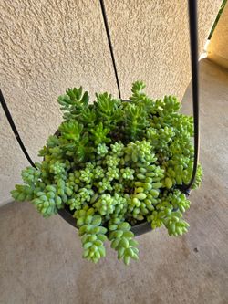 🌿 Burro’s Tail (Sedum morganianum)🫏🌿
