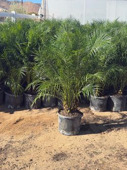 Pygmy palms 14"