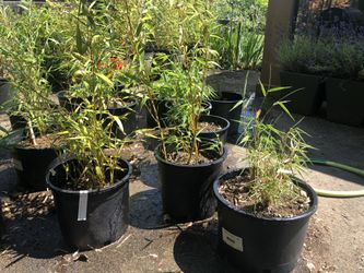 Bamboo Plants