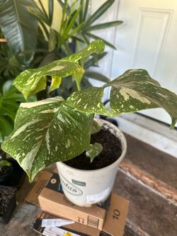 Monstera