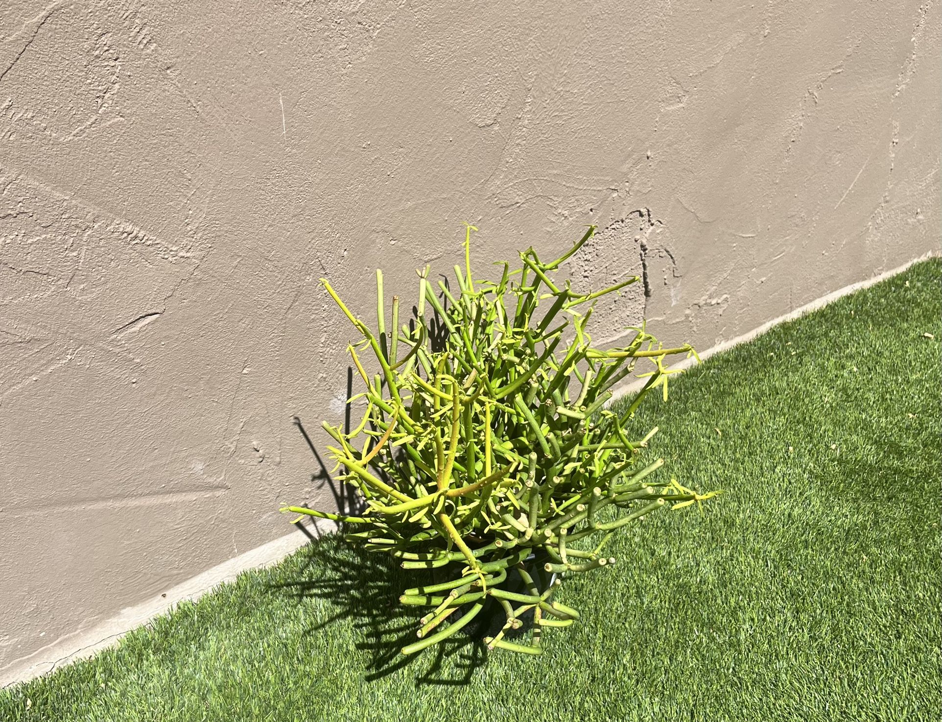 Firestick Plant