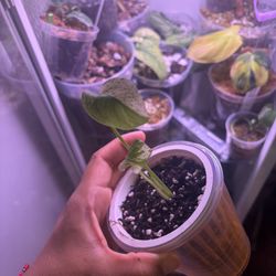 Monstera white monster