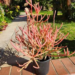 Fire Stick Suculent Cactus