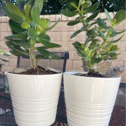 Jade Plant 