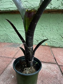 Darth Vader bromeliad