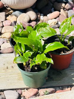 Mini lily indoor plant
