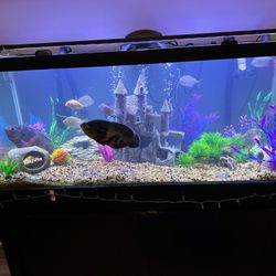 75 Gallon Fish Tank/stand/canopy