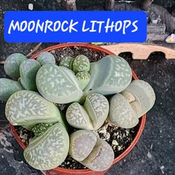 SUPER COOL MOONROCK LITHOPS SPLIT ROCKS SAN LORENZO 