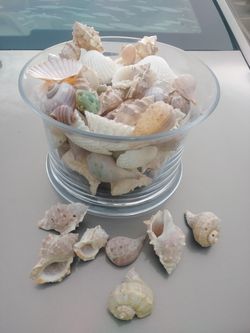 Seashell collection in glass hurricane vase