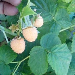 🍇Raspberry Plant (Gold)Frambuesa