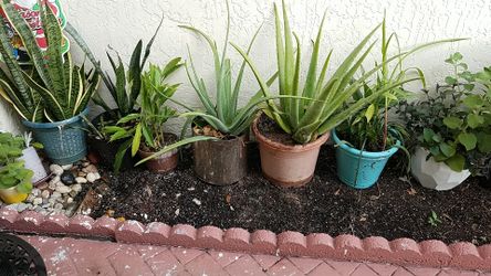 Natural plant on her pot