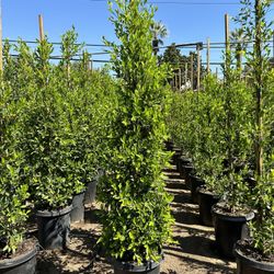 Ficus Nitida Privacy Hedge