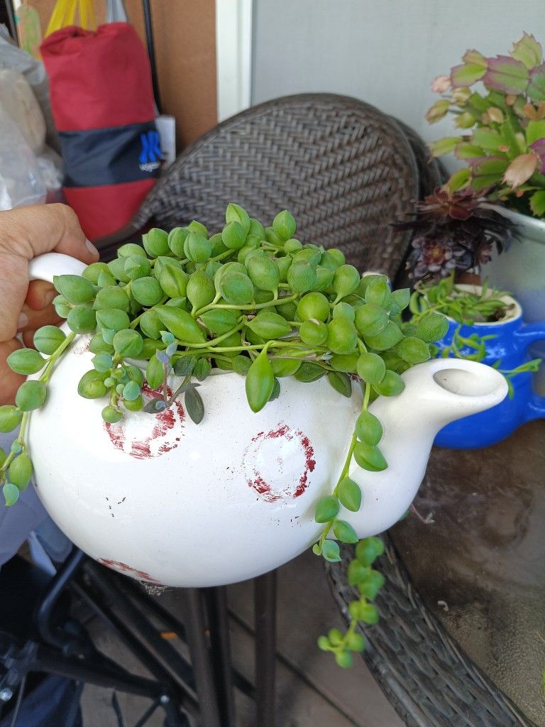 Plants