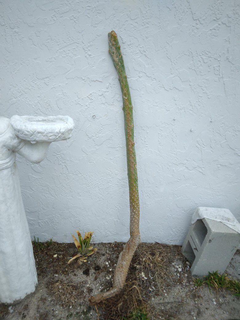 5 Ft Tall Caribbean Cactus Tree - Opuntia Consolea Falcata- Orange Flowers Edible Fruit
