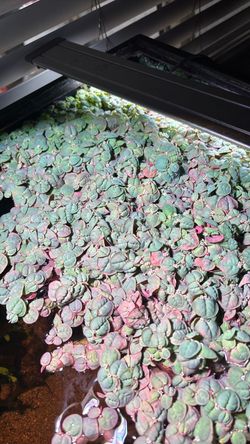 Red root floaters