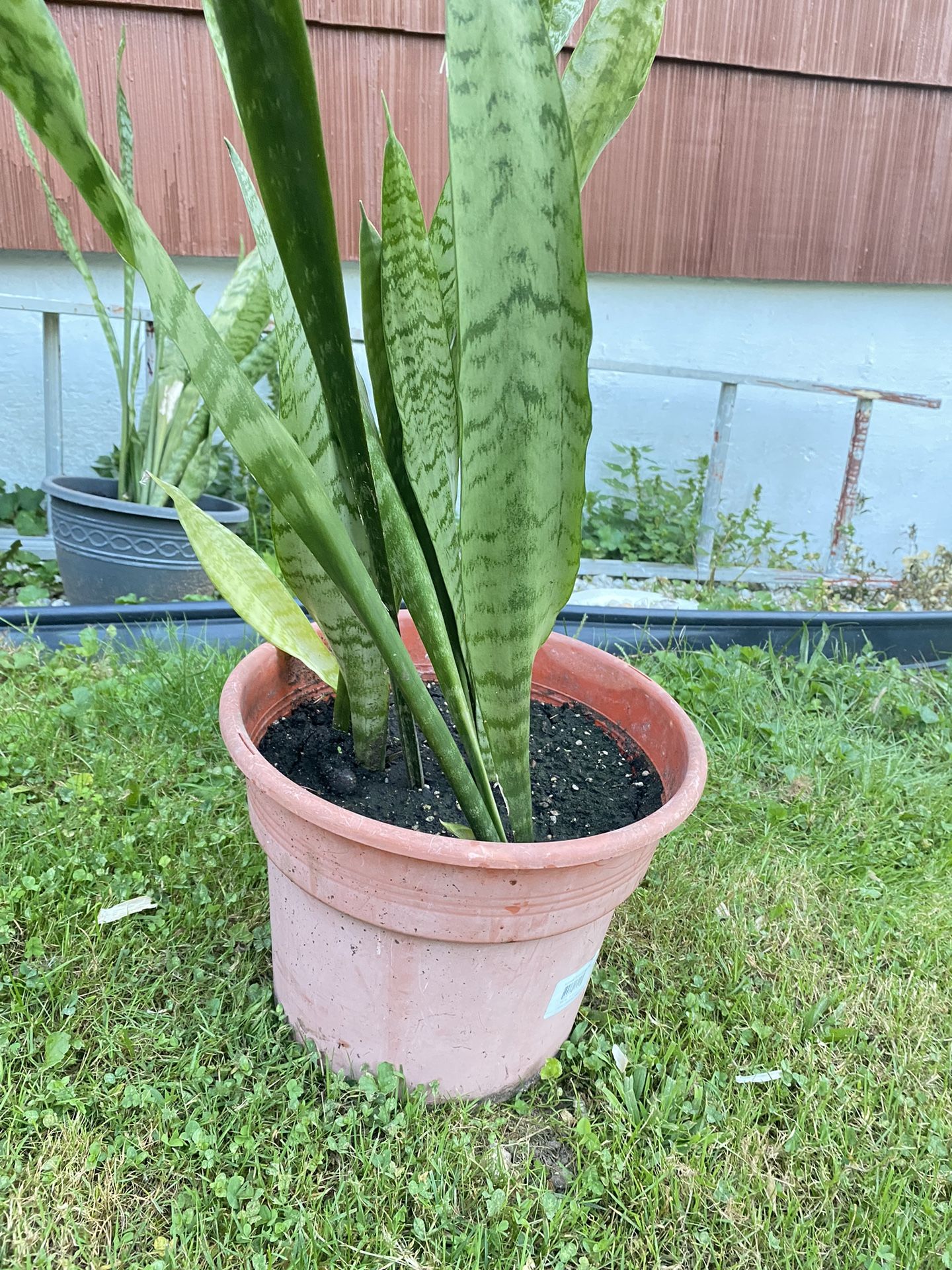 Plant Snake For Home