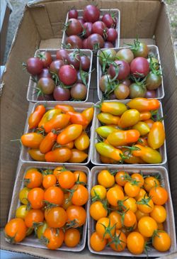 Organically Grown Tomatoes