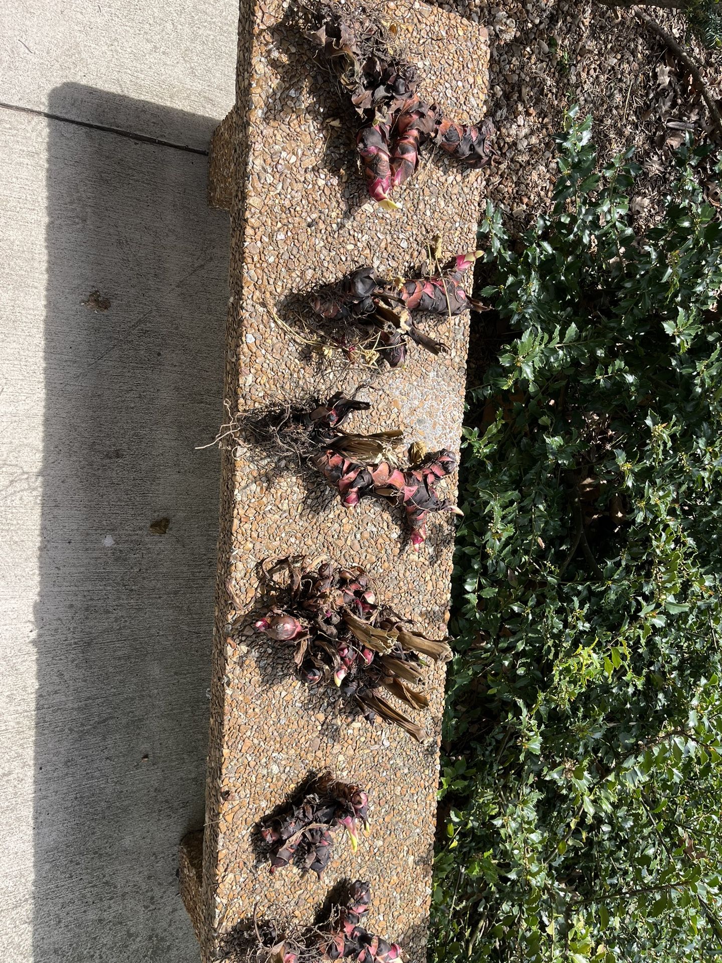 12 Assorted Cannas