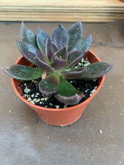 Black Prince 4” Succulent! Perfect Christmas gift