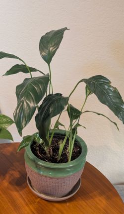 Indoor plant