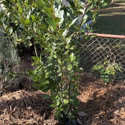 Laurel Tree Appoximately 16” -24”Long, Very Aromatic, Italian/Greek Origin.