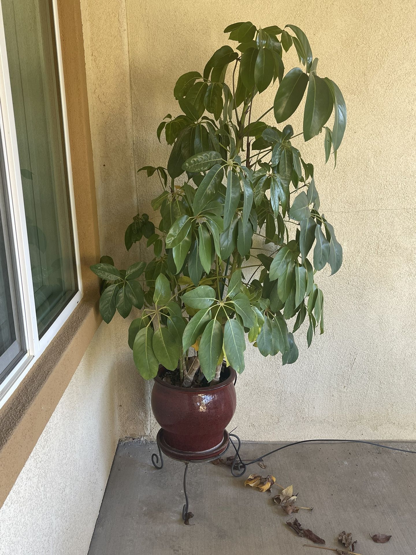 Live Potted Tree/Plant