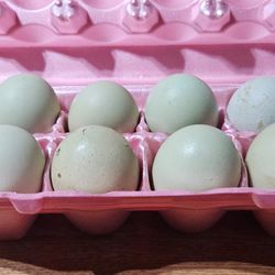 Organic grown chicken eggs 