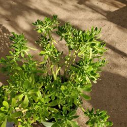 Succulents 