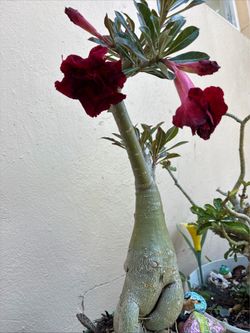Exotic live plant