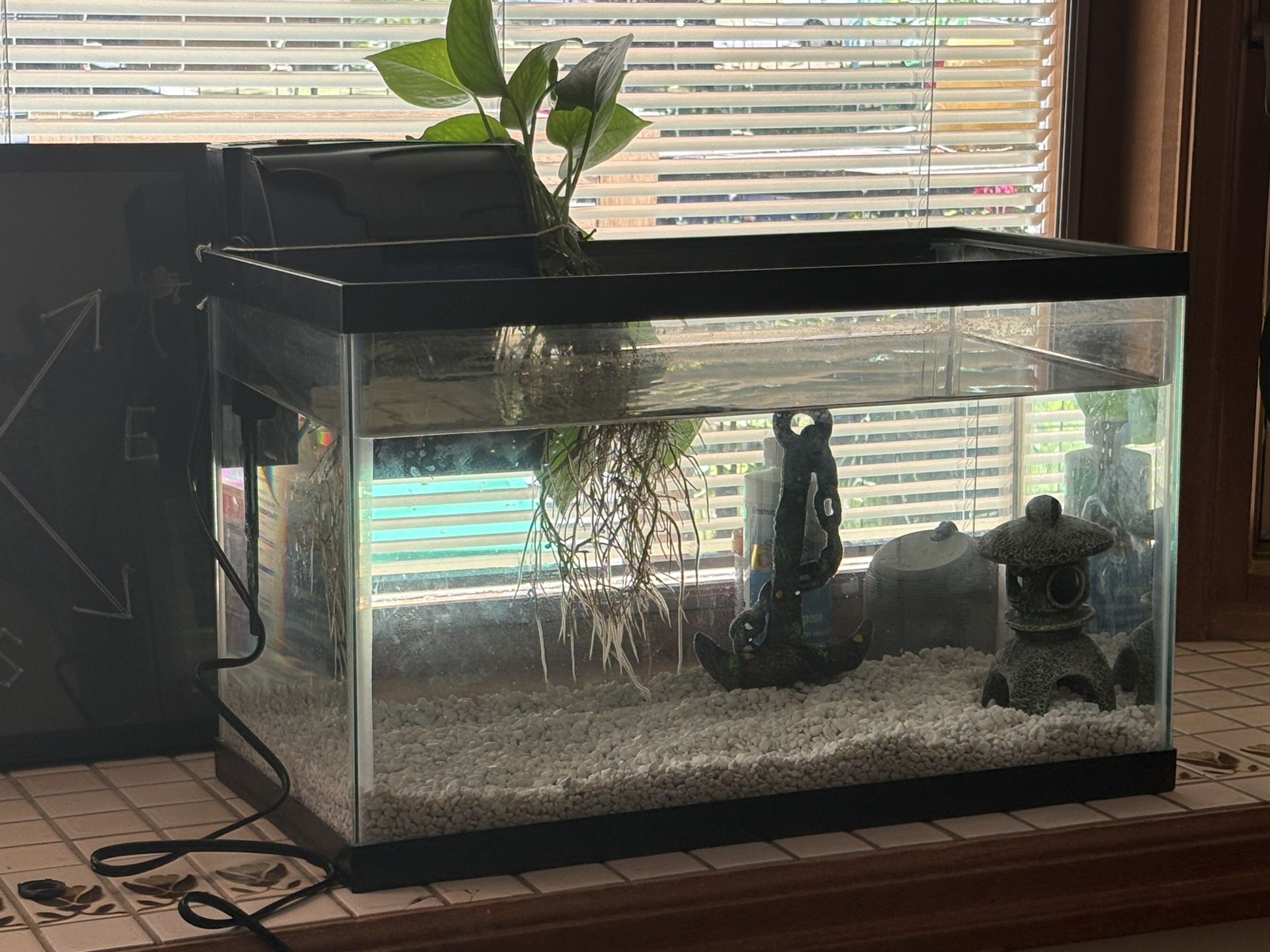 10 Gallon aquarium Setup