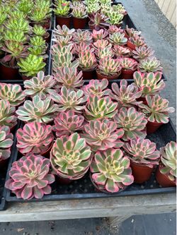 Korean aeonium in 4” pots $5 each