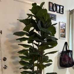 6ft Faux Fiddle Fig Tree w/Heavy Ceramic Pot