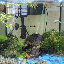 Aqueon 7.5 top shrimp tank