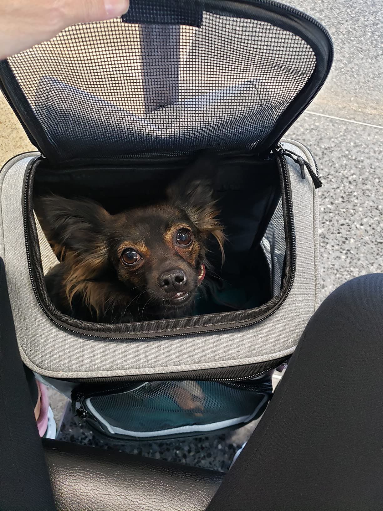 Airport Approved Pet Carrier (Backpack & Roller)