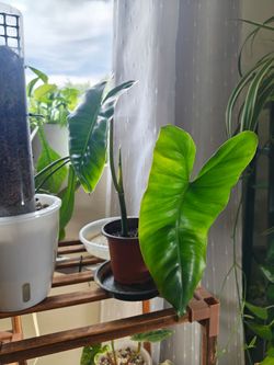 Philodendron Burle Marx
