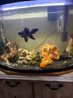 36 gallon bow front aquarium.