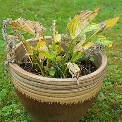 Nice Brown Ceramic Flower Pot With Hosta Plant
