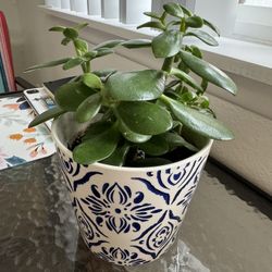 Jade Plant 