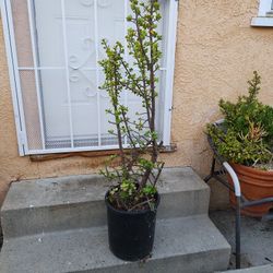 Succulent Plant Elephant Tree