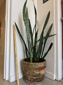 Huge snake plant