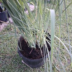 Lemon Grass