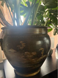 Huge monstera plant and flower pot