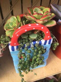 Succulents arrangement